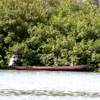 Pirogue bolongs mangrove