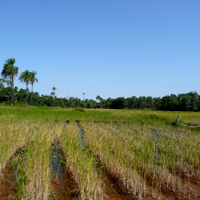 Carabane Casamance fumer